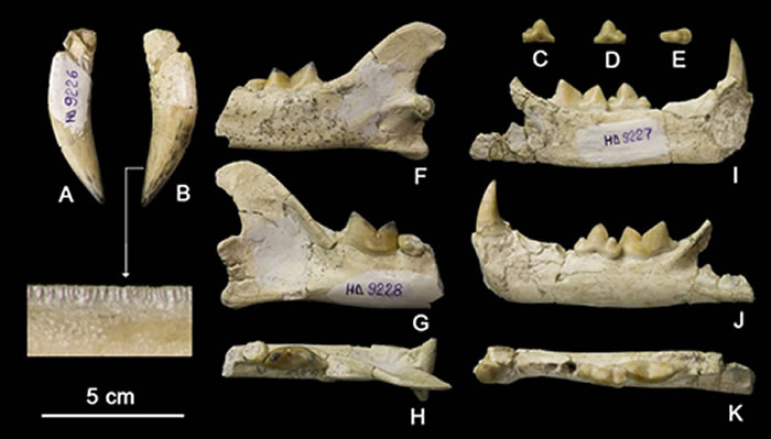 ��������Hadjidimovo-1�ص�ĸ����ݻ���Ȯ�ݼ���򢻯ʯ �����깩ͼ��