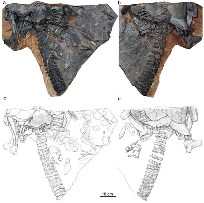 �������ͱ걾��Ƭ�����裨������ͼ��