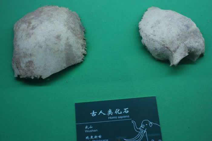 ����ʡ��ɽ�ع���ɽ�ǽЌܷ��ֵ�38000��ǰ����ɽ�ˡ���ʯ