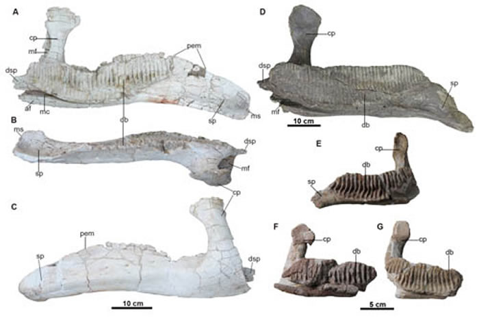 杨氏莱阳龙下颌骨(张嘉良、汪筱林供图)