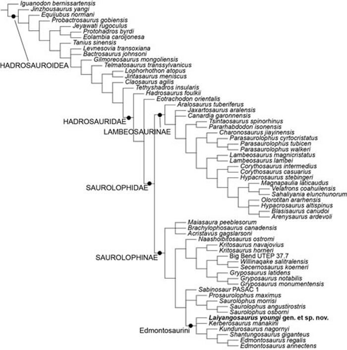 杨氏莱阳龙系统发育图(张嘉良、汪筱林供图)