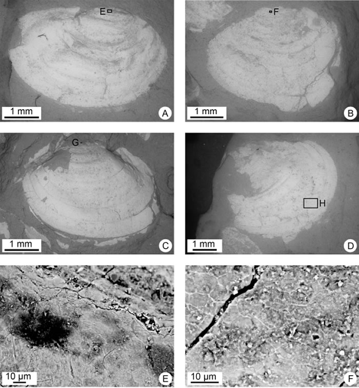 ͼΪ���ض�����˹Ҷ֫�飨Ordosestheria chottsensis�����֡�