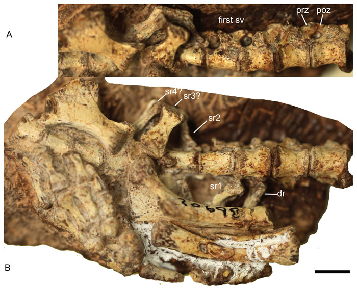 ��PeerJ����־����������������ͳ�ı��������޵�ͷ������Լ��������������ıȽ�
