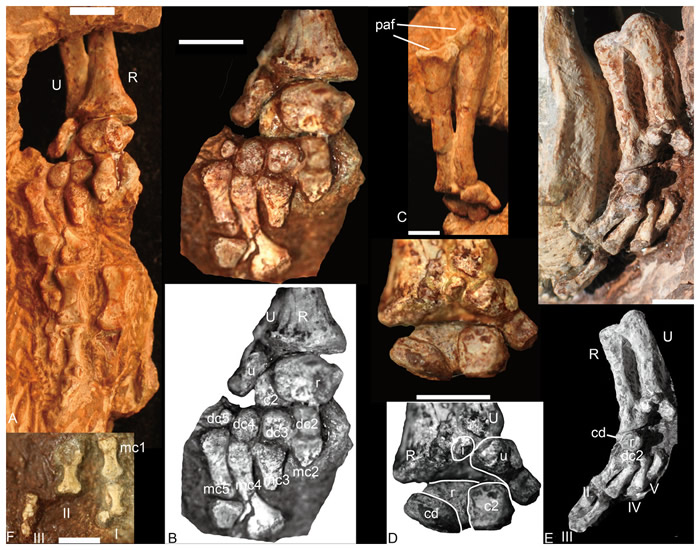 ��PeerJ����־����������������ͳ�ı��������޵�ͷ������Լ��������������ıȽ�