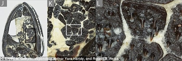 报告发现远古的两栖动物拥有一口獠牙及钩状的细齿去捕猎。