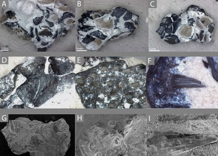 齿板挂在软组织上,所以石化时经常会散落或遗失。