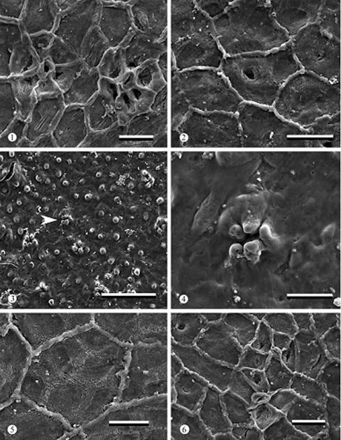 ������������Ҷɨ�������΢����Ƭ��չʾ�˽��ʲ��������ڱ���Ľṹ����