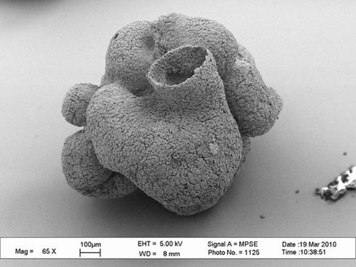 6.1����ǰ��ԭʼ���ද�ﻯʯ��������ʼ������