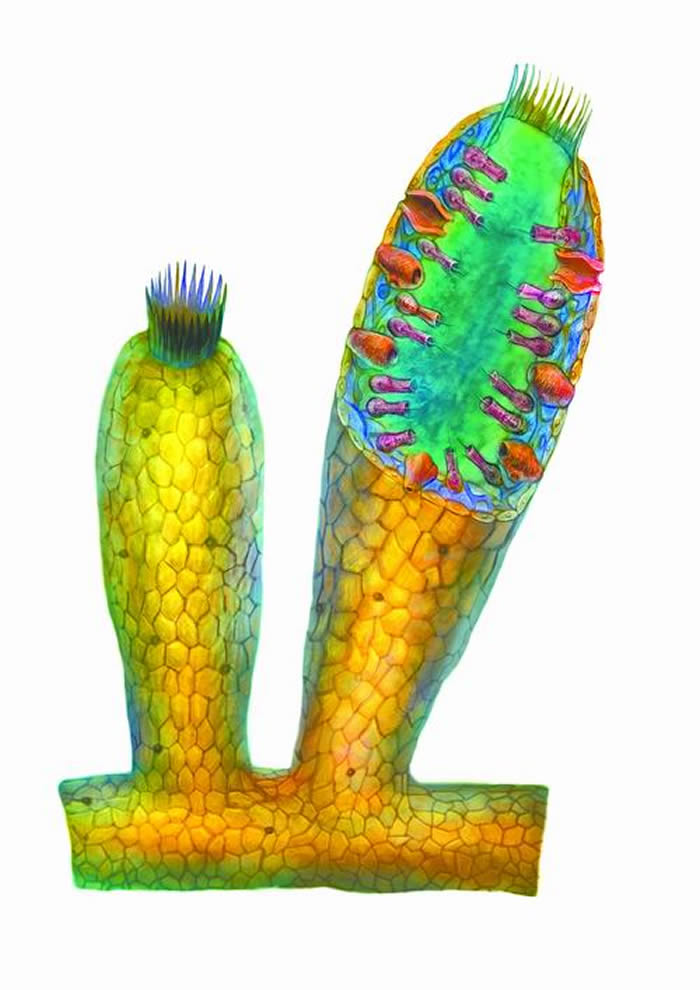 �ִ�����Ľ��ʸ�ԭͼ