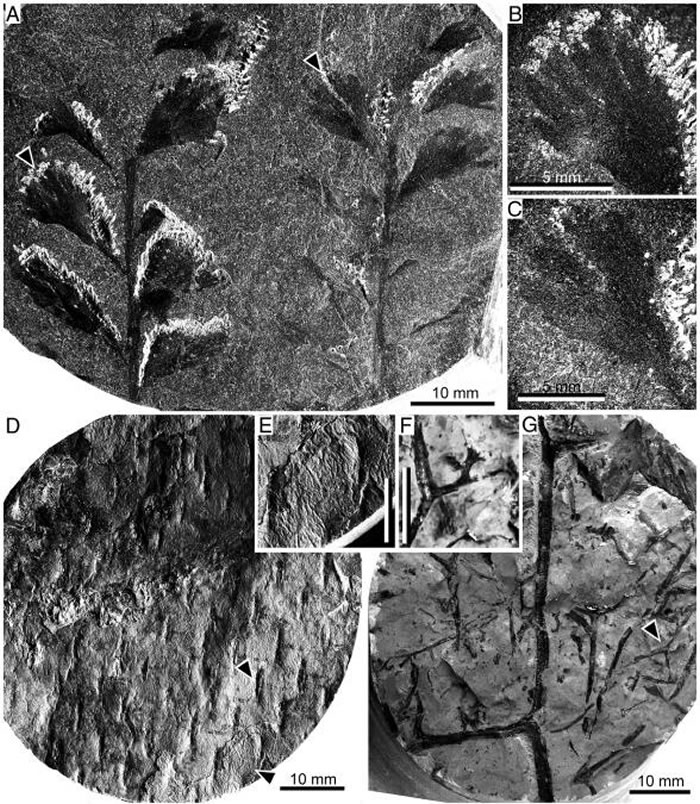 �ϻƺ���о2063-2068�׶�����������ֲ���ʯ������ݺ�����ľ