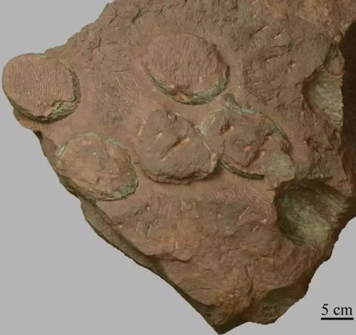 ����ɡ�ε�����