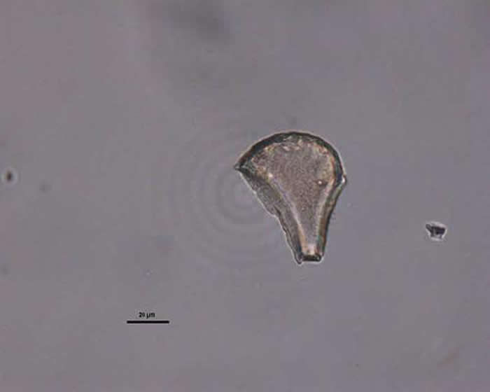 ����ˮ��ֲ����