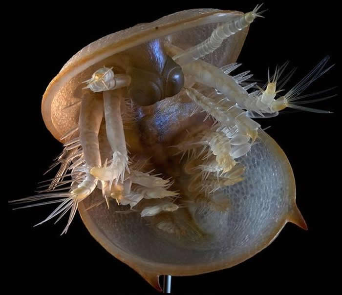 这种动物被称为舟形球接子三叶虫（复原模型），生活在距今5亿年前的寒武纪