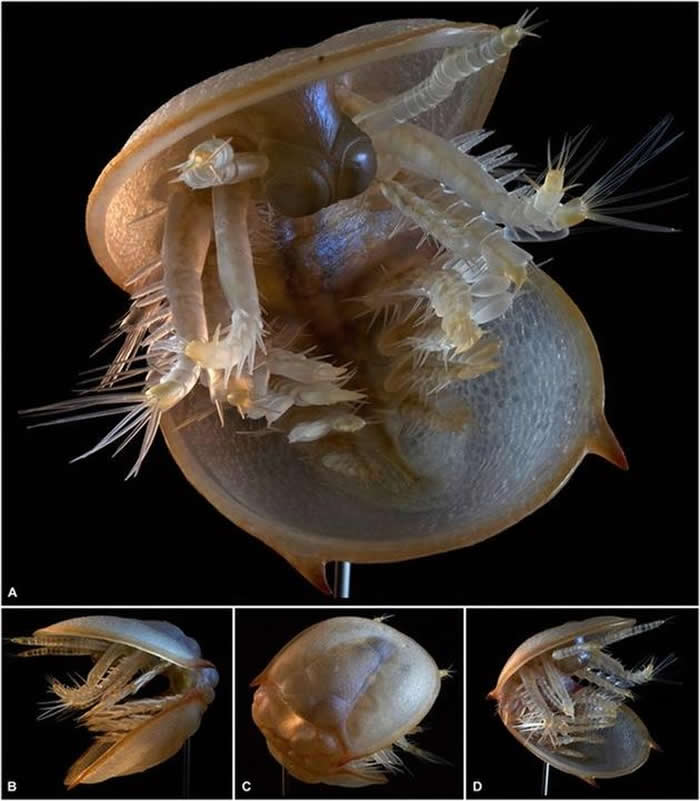 舟形球接子三叶虫可以作为指准化石。上图是艺术家们制作的模型，大小相当于一个餐盘，而真实生物只有1厘米大小。