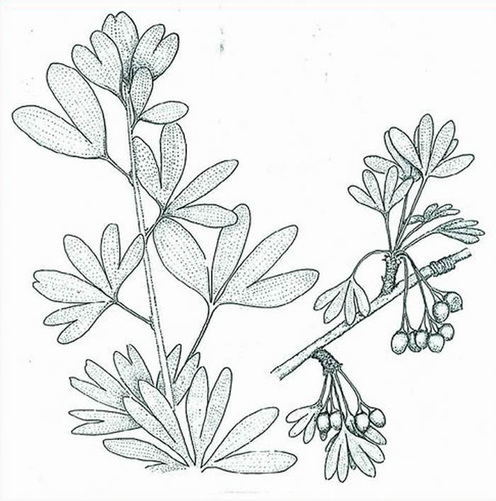 义马银杏复原图