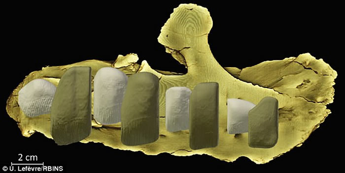 �����ϲ�����һ��ȫ�¿�������Matheronodon provincialisӵ�м���ʽ����