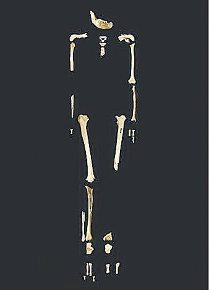 ��԰���˹Ǽ�ͼ