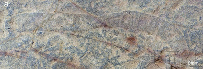 �����о��Ŷ������Ϸ���5����ǰ������������󱬷������ڳ��ֵ�����ϴ��Ͷ��ﻯʯ