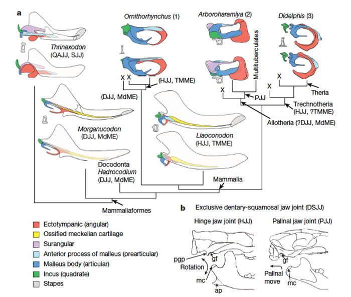中耳在哺乳动物中的平行演化(毛方园供图)