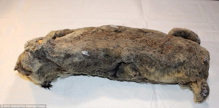 ����˹���������ſ����������з���������ǰ��СѨʨ�ź�