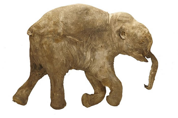 ����˹��ë��Lyuba�״Ρ�̤�㡱�ϰ��� ���޲����չ��