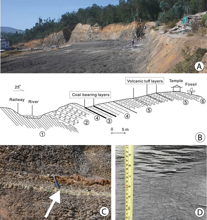 云南省南华县吕合镇化石点地层概况(C中的箭头所指层位为测年所用的火山凝灰岩,与之临近的上下层位均产丰富的植物化石)