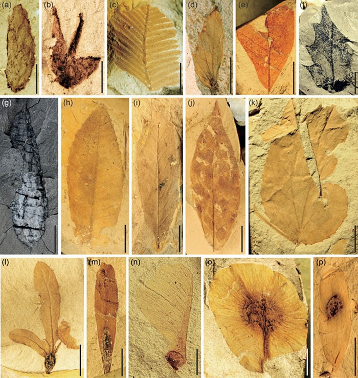 吕合植物群中保存精美、种类丰富的植物化石,体现了物种及植被类型的现代化。