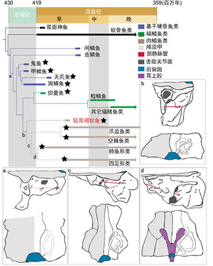 硬骨鱼类演化简树,示舌颌关节和内耳淋巴导管结构的演化;星状符号指示中国发现的硬骨鱼类化石(卢静供图)