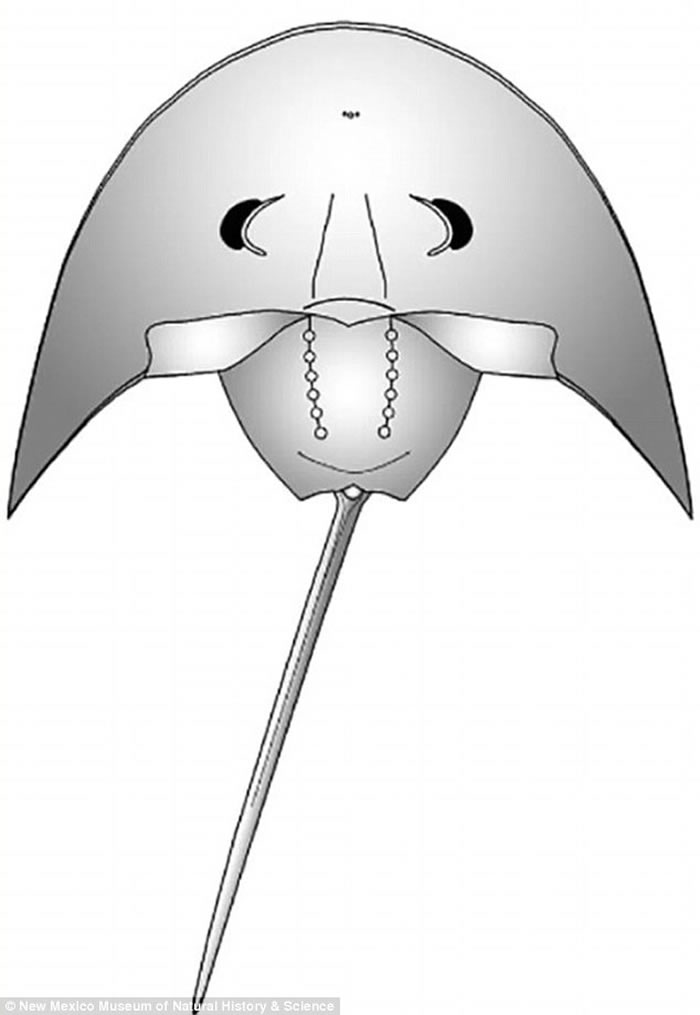 外形似黑武士头盔:美国爱达荷州发现三叠纪古老鲎(马蹄蟹)化石Vaderlimulus