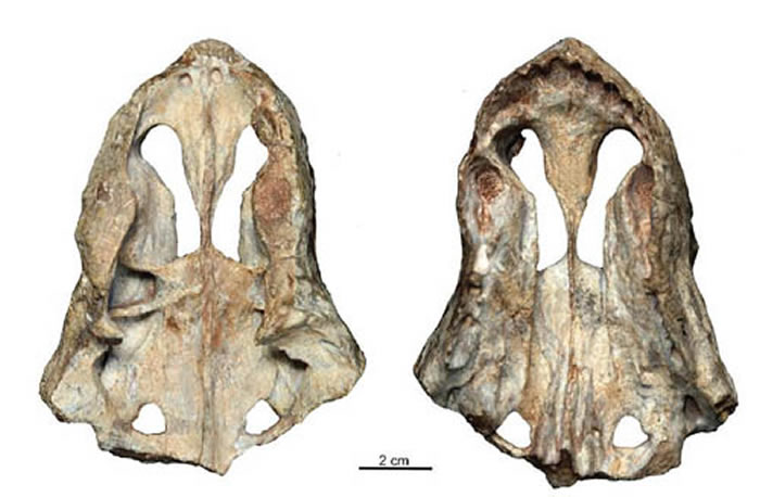 ����ʯ����ޣ�Shiguaignathus wangi�����ͱ걾���͸��ӣ�������ͼ��