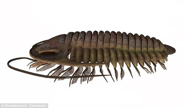 ŷ�޿�ѧ����5.3������ʷ����Ҷ�滯ʯ�Ϸ�������ϵ��۾�