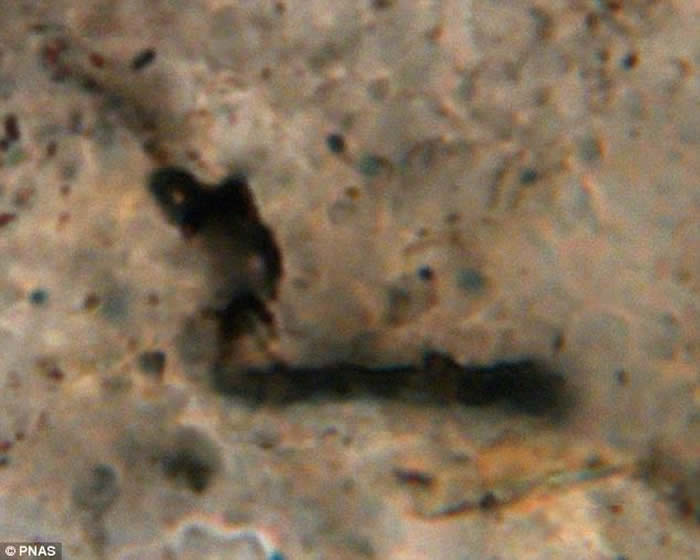 �Ĵ����Ƿ�����������ϻ�ʯ����������35����ǰ�����ڵ����ϳ���