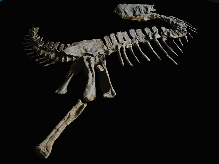 “上游永川龙”现身水库 民兵连长发现惊动中科院