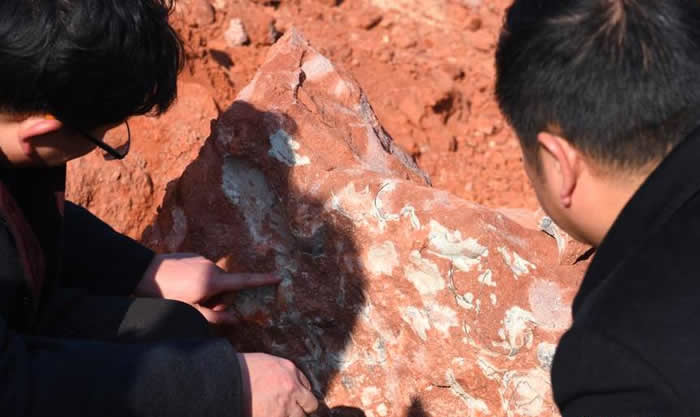 ����ʡ������һ���ط���20��ö1.3����ǰ�Ŀ�������ʯ