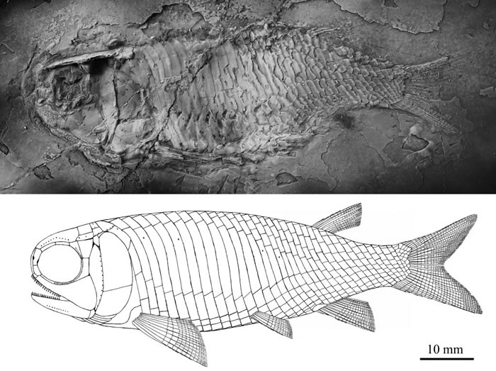 ���������㸱�ͱ걾�͸�ԭͼ�����Թ�ͼ��