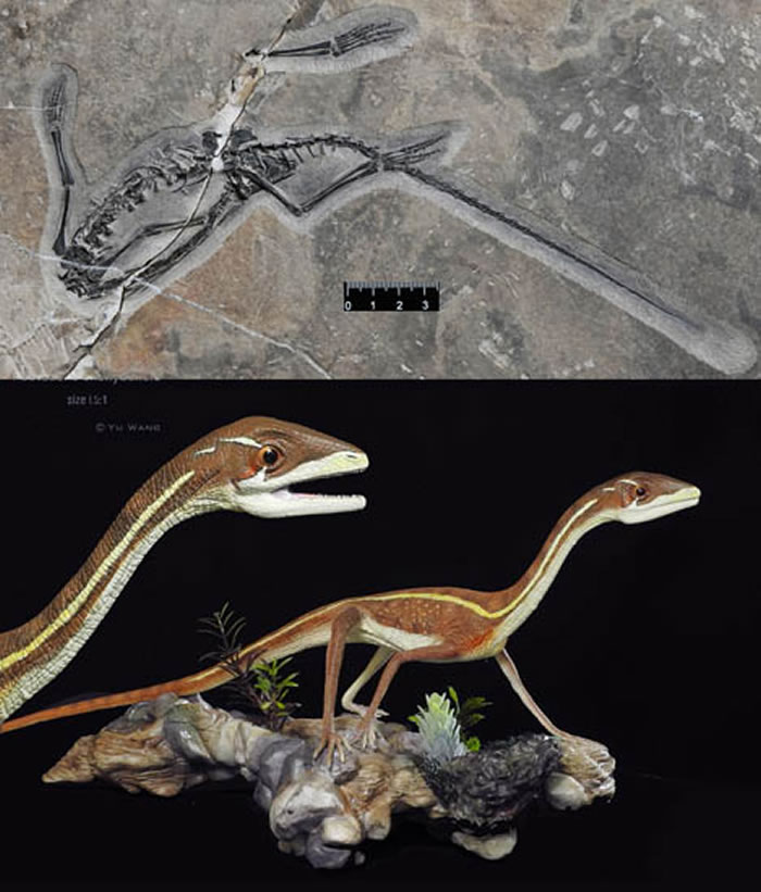 �����������Pectodens zhenyuensis �� ��� ��ͼ��