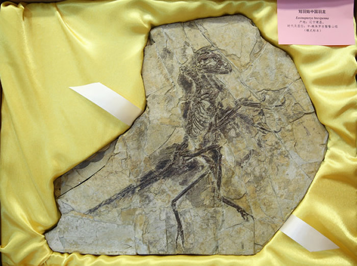 ������ʯ�ղؼҰ�˹���������������ﲩ�������8�������й���ʧ�Ż��ﻯʯ