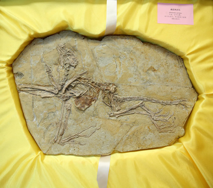 ������ʯ�ղؼҰ�˹���������������ﲩ�������8�������й���ʧ�Ż��ﻯʯ