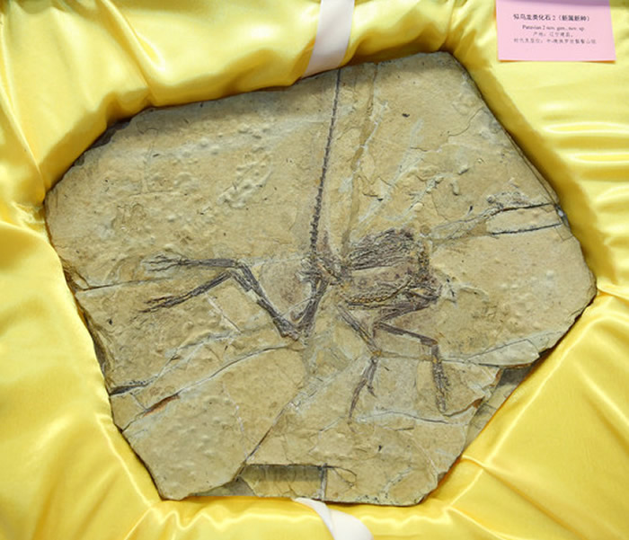 ������ʯ�ղؼҰ�˹���������������ﲩ�������8�������й���ʧ�Ż��ﻯʯ