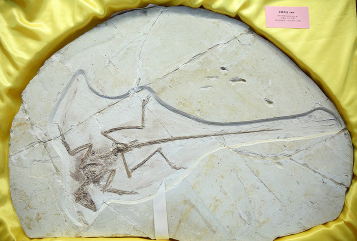 ������ʯ�ղؼҰ�˹���������������ﲩ�������8�������й���ʧ�Ż��ﻯʯ