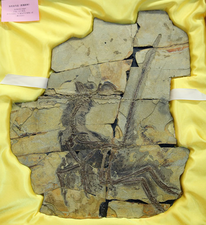 ������ʯ�ղؼҰ�˹���������������ﲩ�������8�������й���ʧ�Ż��ﻯʯ