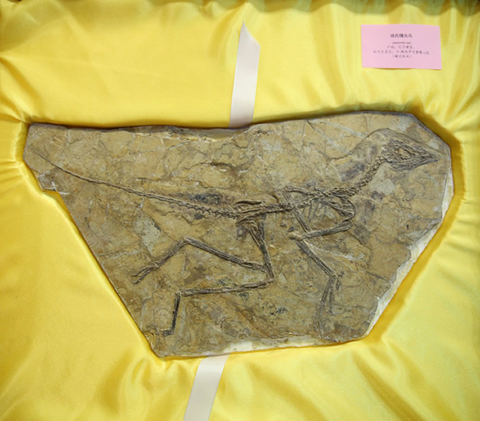 ������ʯ�ղؼҰ�˹���������������ﲩ�������8�������й���ʧ�Ż��ﻯʯ