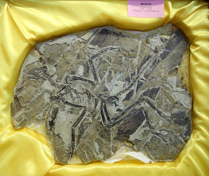 ������ʯ�ղؼҰ�˹���������������ﲩ�������8�������й���ʧ�Ż��ﻯʯ