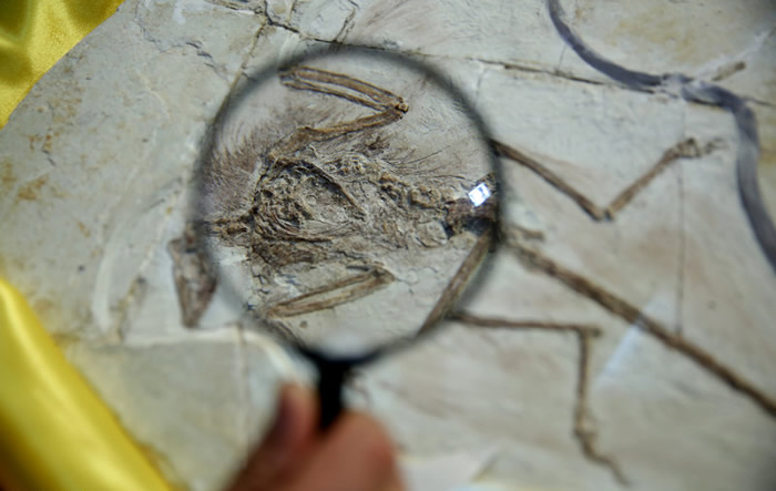 ������ʯ�ղؼҰ�˹���������������ﲩ�������8�������й���ʧ�Ż��ﻯʯ