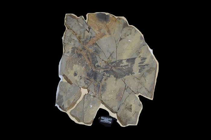 �й�����������1.61����ǰ��������Ե��ϵ�ܽ��Ŀ��������֡������ղʺ���