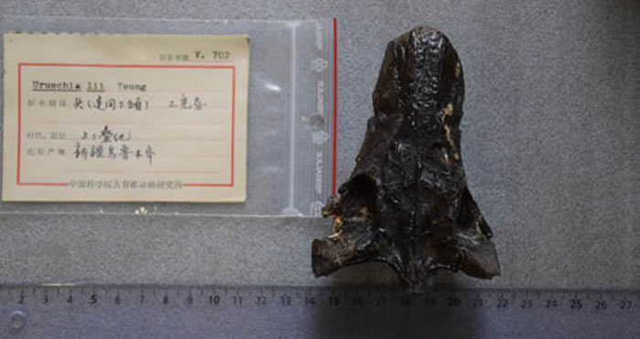 ������³ľ����(Urumchia lii)�걾