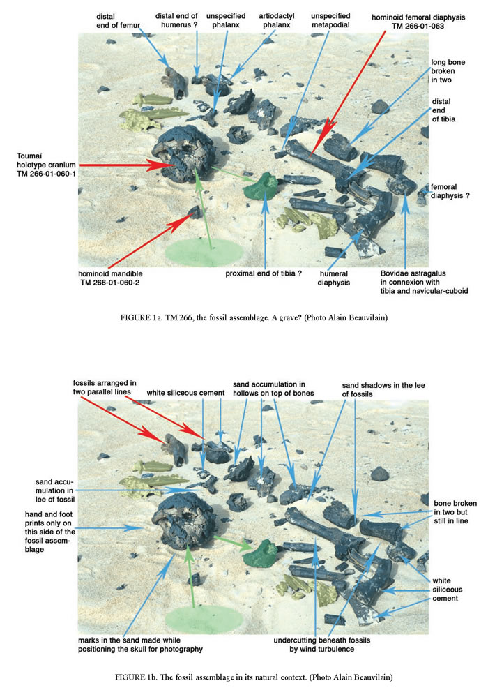 �ǹ����������700����ǰ�ɹǻ�ʯ��������