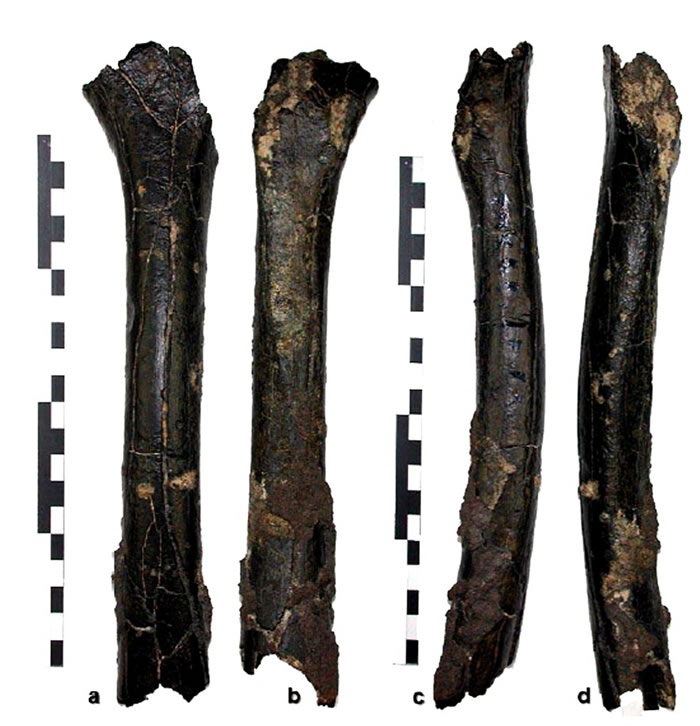 �ǹ����������700����ǰ�ɹǻ�ʯ��������