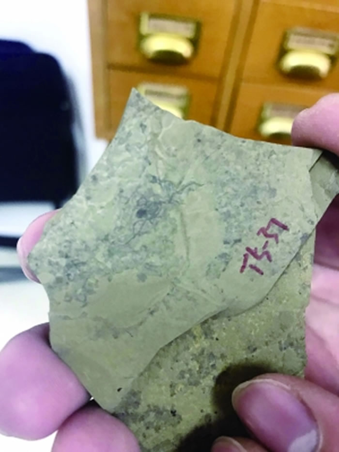 地球早期生物固氮的最早化石证据：安徽寿县发现8亿年前蓝藻家族中的“大型安徽丝藻”