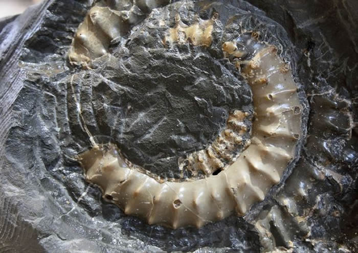 英国东德文郡石匠遛狗发现1.9亿年前鹦鹉螺化石